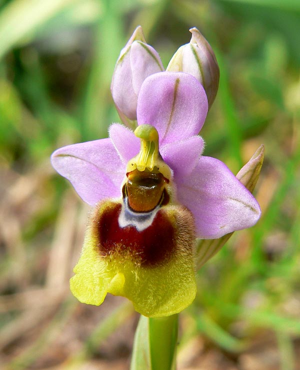 Primavera e orchidee palermitane